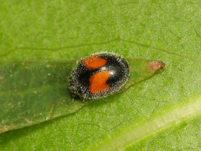 Diomus notescens - Ladybirds species | CHIAMAIAS JISHEBI | ჭიამაიას ჯიშები